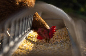 Varias asociaciones de bienestar animal continúan su batalla contra las jaulas