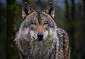 Los departamentos alpinos franceses piden aumentar el límite de extracción de lobos al 30 %