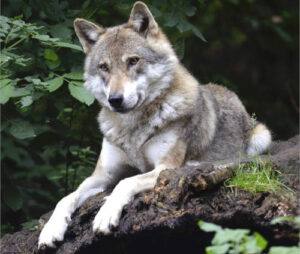 Una granja madrileña sufre cinco ataques de lobo en cinco días consecutivos
