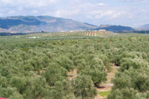 Abierto el plazo para solicitar riegos extraordinarios y de apoyo al olivar en la cuenca del Guadalquivir