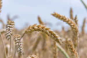Cataluña incrementa un 54 % las ayudas a los seguros agrarios en 2025