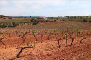 El Gobierno amplía el plazo de replantación de viñedos hasta cinco campañas