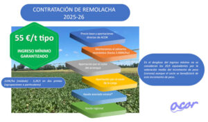 La remolacha se confirma con un cultivo que proporciona estabilidad: Acor inicia la contratación la semana próxima