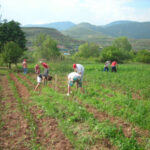 agricultores