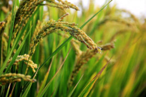 Nuevo arroz MG que reduce hasta un 70 % las emisiones de metano