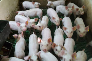 Las nuevas densidades para el porcino se aplicarán también en las explotaciones existentes en menos de un mes