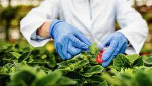 Un estudio revela el papel clave de la proteína BDH en el desarrollo de las plantas