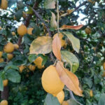 limon