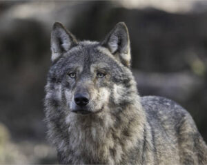 Un estado alemán gobernado por Los Verdes permite la caza del lobo