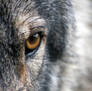 ¿Por qué el lobo tiene que recuperar su espacio en mi parcela?, se pregunta U de U