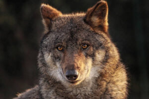 El sector ganadero exige respuestas sobre la gestión del lobo en España
