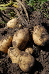 La lonja de León inicia la cotización de la patata con precios por debajo de costes