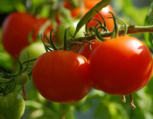 La huella hídrica de un kilo de tomates es mil veces menor a la de un alimento procesado