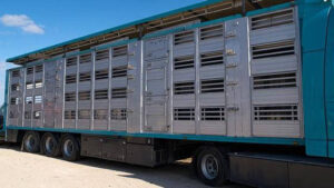 Alemania quiere una norma nacional para restringir el transporte de animales a terceros países ¿se lo permitirá la CE?