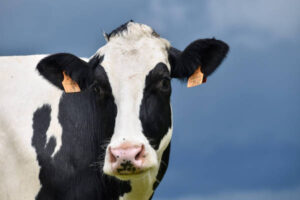 La EFSA advierte del riesgo de entrada en Europa del genotipo de influenza aviar que afecta a vacas en EEUU