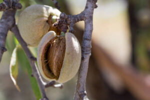 Aragón reclama la inclusión de Zaragoza y Teruel en las ayudas por sequía para frutos de cáscara