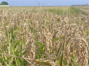Baja el precio del arroz en un 8% mientras que se importa un 15% más
