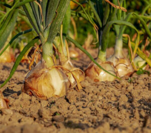 Las lluvias y el mildiu echan a perder el 80 % de la cosecha de cebolla en la C. Valenciana