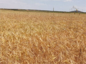 ¿Cuánto cereal cree que lleva importado España en lo que va de campaña?