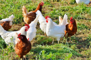 Cataluña regula la cría de gallinas y pollos para autoconsumo
