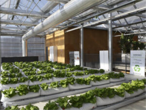 Estudian el uso de orina humana como fertilizante sostenible para agricultura urbana
