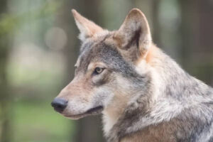 Récord histórico de ataques de lobo en CyL: casi 6.000 cabezas de ganado muertas en 2024