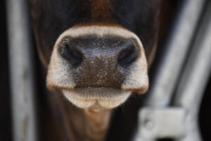 UdeU alerta sobre el impacto del acuerdo UE-MERCOSUR en el sector del vacuno de carne
