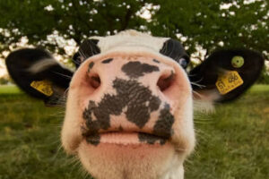 Ganaderos asturianos piden otra estrategia contra la tuberculosis bovina