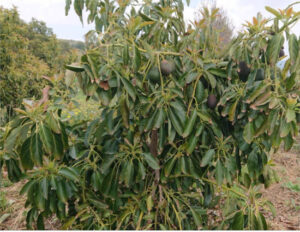 El precio del aguacate valenciano cae un 29% por el auge de las importaciones desde Marruecos