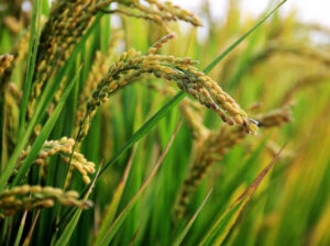 Cataluña convoca ayudas para el arroz con semilla certificada en 2025