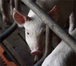 El USDA sorprende con cifras inferiores a las esperadas y anticipa un posible repunte de precios en 2025