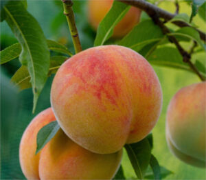 La campaña de fruta de hueso comenzará con retraso, buena calidad y escasa afectación por granizo