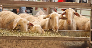 Aumentan las exportaciones de ovino y caprino en 2024 pese al descenso del censo