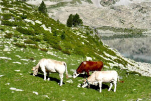 Se inicia una plan para reducir fauna y evitar la propagación de la tuberculosis en el Pirineo catalán