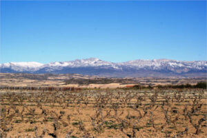 Piden incluir a La Rioja en las ayudas al viñedo y al olivar en secano