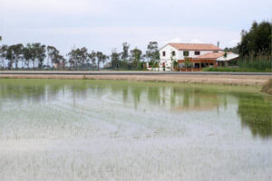 La campaña del arroz arranca con normalidad hídrica en el delta del Ebro