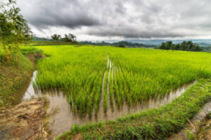 Cataluña convoca ayudas para mejorar la gestión ambiental del agua en arrozales
