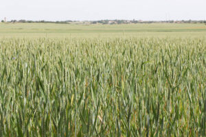 Las previsiones del USDA presiona el mercado de granos a la baja