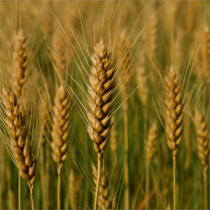 La cosecha de trigo de invierno en EE UU crecerá un 2 % en 2025, según el USDA
