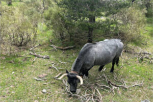 Identificada la vinculación genética del virus de la fiebre aftosa de Eslovaquia y Hungría