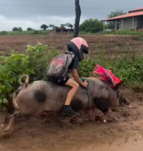 Dicen «del cerdo hasta los andares», en Brasil mucho más: Lleva al niño al colegio