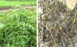 Zorvec™ Entecta®, nueva solución fungicida de Corteva Agriscience™ para el control del mildiu en tomate y patata
