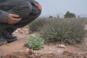 Sacar agua de las rocas: el secreto de las plantas en los suelos de yeso