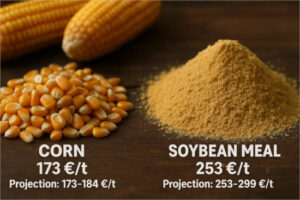 ¿Cómo impacta la subida de los precios del maíz y soja en el coste de alimentación de los cerdos?