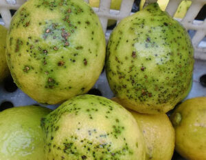 Nuevas detecciones de Mancha Negra en cítricos sudafricanos