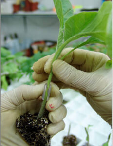El sector obtentor apoya la revisión de la normativa europea sobre material vegetal de reproducción