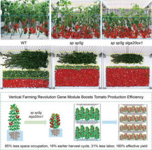 Desarrollan tomates modificados para revolucionar la agricultura vertical