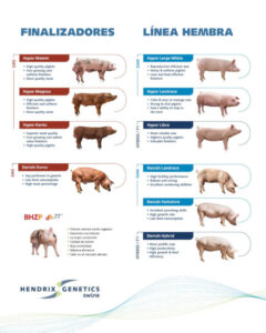 Nace Hendrix Genetics Swine tras la fusión entre Hypor y Danish Genetics