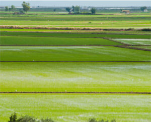 UPA denuncia la crítica situación del arroz por las importaciones y el alza de costes
