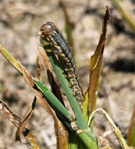 AVA-ASAJA alerta de la reaparición de la ‘rosquilla del arroz’ y reclama medidas urgentes en la Albufera